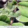 polyommatus thersites larva4 kislovodsk1